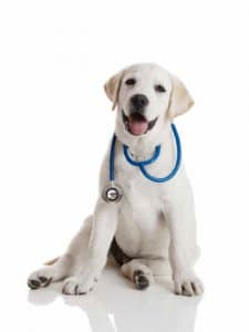 perro medico seguro mascotas seguro serenus