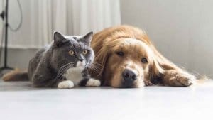 seguro para mascotas seguro serenus